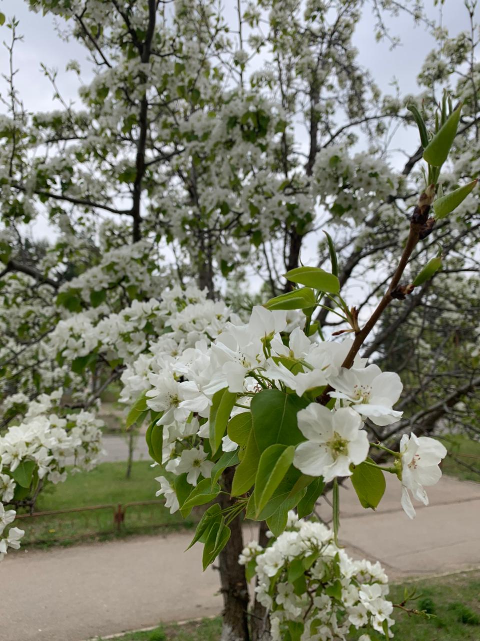 Майкоп цветение вишни
